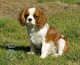 Cavalier King Charles Spaniel 9P032D-148